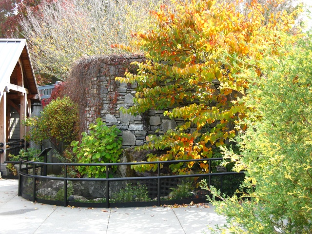 Autumn colors at the NC Arboretum Bonsai Garden, 2011 Oct_1222