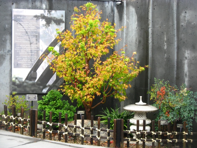 Autumn colors at the NC Arboretum Bonsai Garden, 2011 Oct_1916