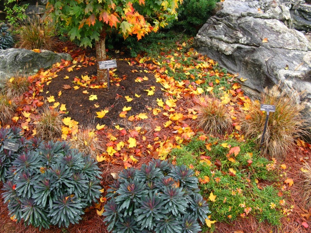 Autumn colors at the NC Arboretum Bonsai Garden, 2011 Oct_1920