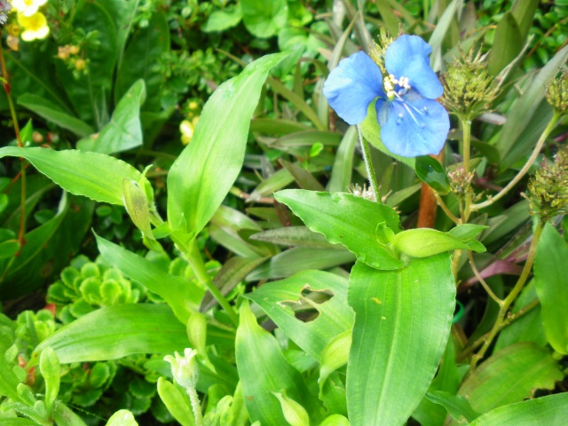 [ Commelina coelestis (?) et C. communis ] Fleur bleue Trades14
