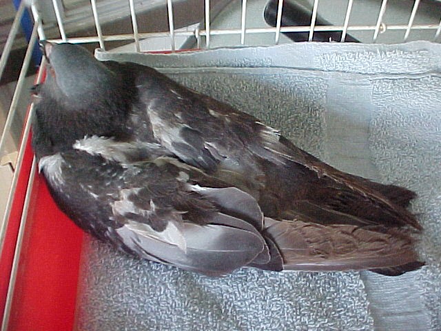 Pigeon found by the side of the road 2011-010