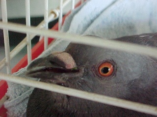 Pigeon found by the side of the road 2011-012