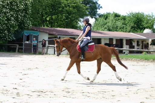 dressage Mercre15