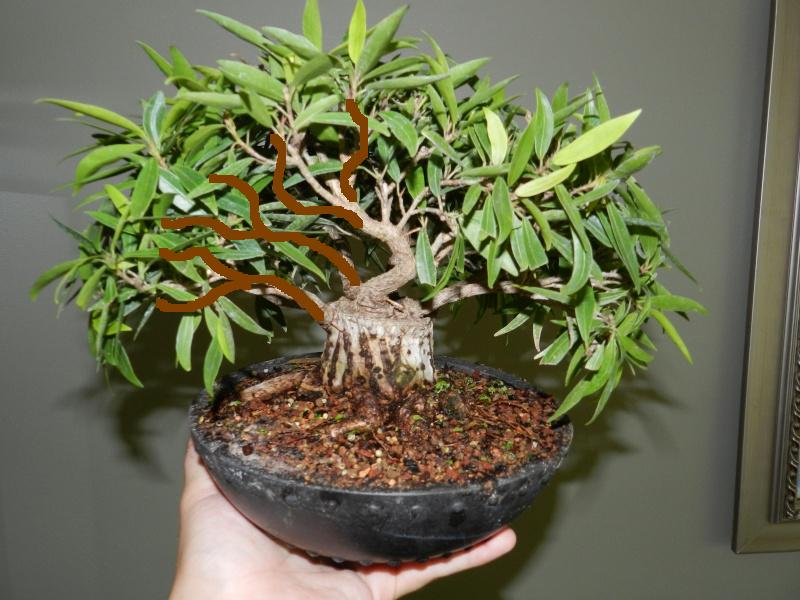 Sumo Shohin Willow Leaf Ficus 0011010