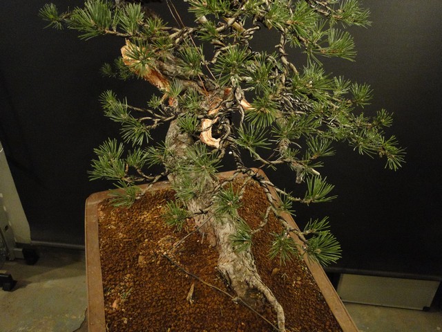 Yamadori Pinus sylvestris - first styling (owner R.Němeček) Bl_00110
