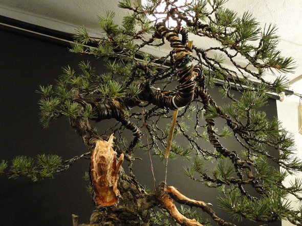 Yamadori Pinus sylvestris - first styling (owner R.Němeček) Bl_00210