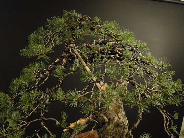 Yamadori Pinus sylvestris - first styling (owner R.Němeček) Bl_00310