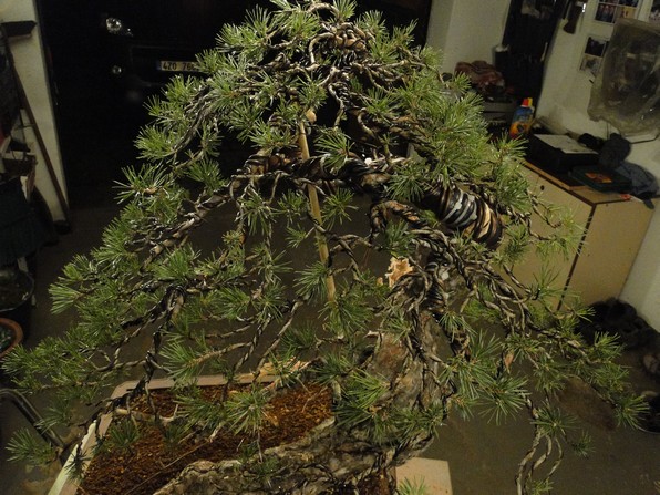 Yamadori Pinus sylvestris - first styling (owner R.Němeček) Bl_00510