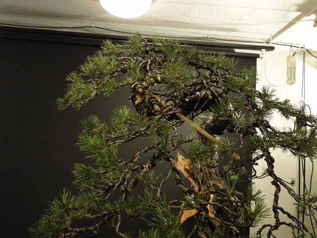 Yamadori Pinus sylvestris - first styling (owner R.Němeček) Bl_00610