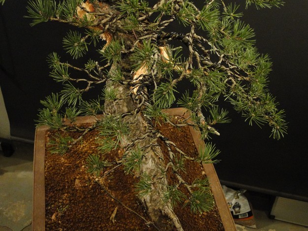 Yamadori Pinus sylvestris - first styling (owner R.Němeček) Bl_00810