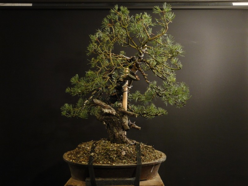 Pinus sylvestris yamadori - preparation in 2011 - first styling 2012 Boo_1510
