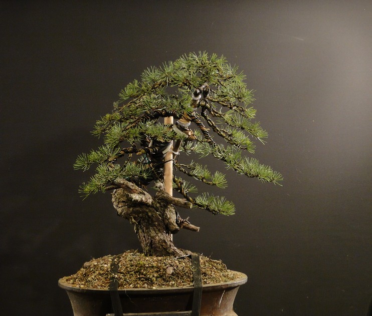 Pinus sylvestris yamadori - preparation in 2011 - first styling 2012 Boo_2210