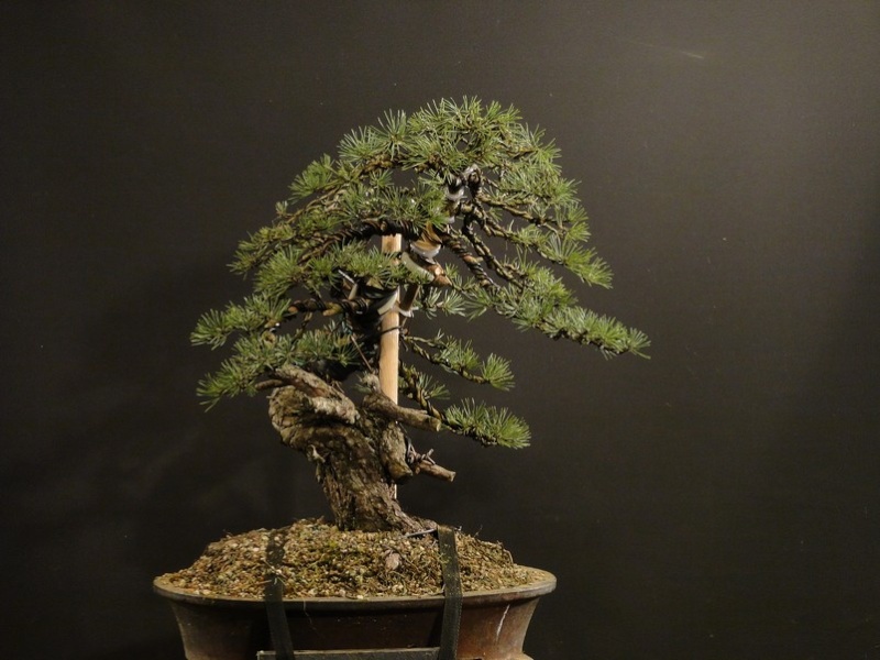 Pinus sylvestris yamadori - preparation in 2011 - first styling 2012 Boo_2310