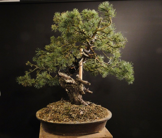 Pinus sylvestris yamadori - preparation in 2011 - first styling 2012 Boo_410