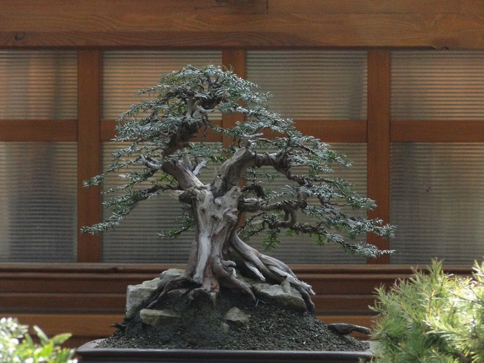 Taxus baccata -" Yamadori in stone" (owner M.Škrabal) - styling Bsh_0111