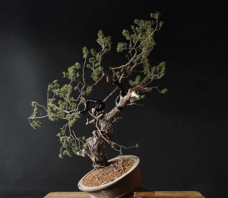 Pinus sylvestris - yamadori - first styling 2012 (owner M.Škrabal) Cak_1010