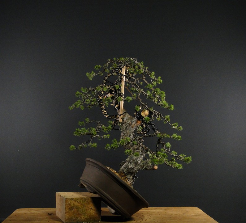 Pinus sylvestris - yamadori - first styling 2012 (owner M.Škrabal) Cak_2510