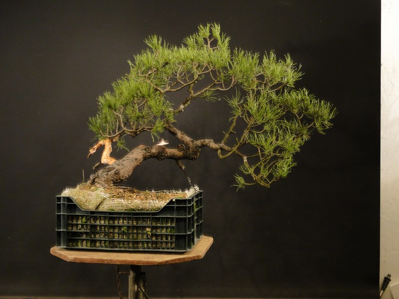 Pinus mugo - semi cascade - owner Roman Nieslaník Dsc07710