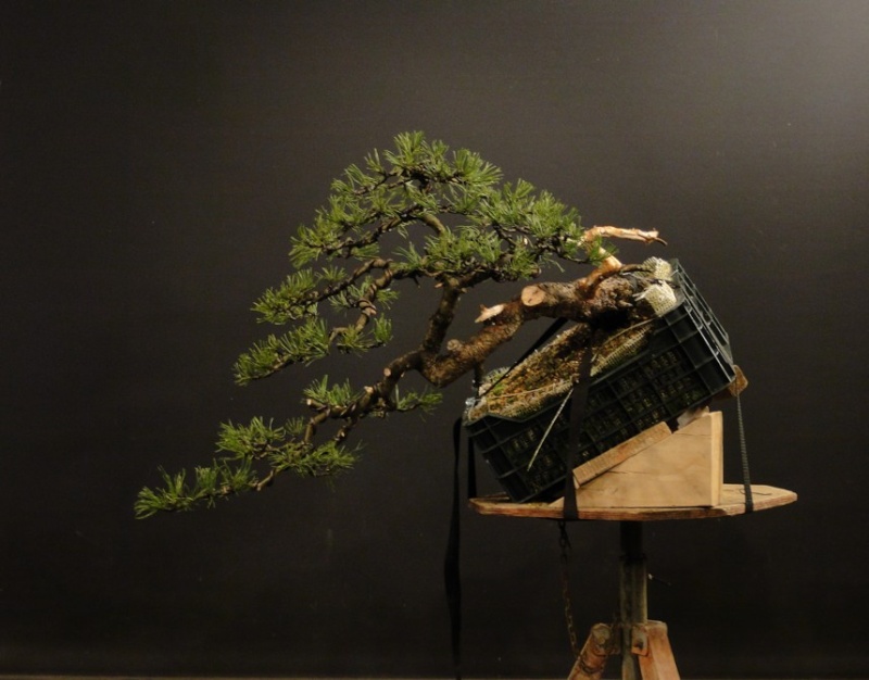 Pinus mugo - semi cascade - owner Roman Nieslaník Dsc07714