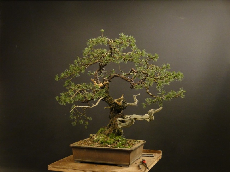 Pinus sylvestris -yamadori with jin and node - 2008 Dsc08613