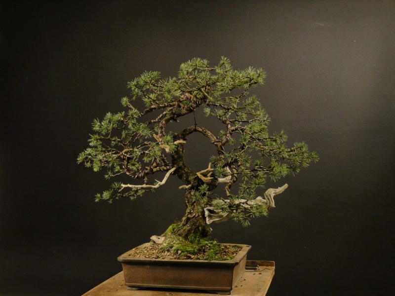 Pinus sylvestris -yamadori with jin and node - 2008 Dsc08614
