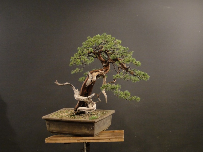 Juniperus sabina - yamadori Dynamic 2009 Dy_00611
