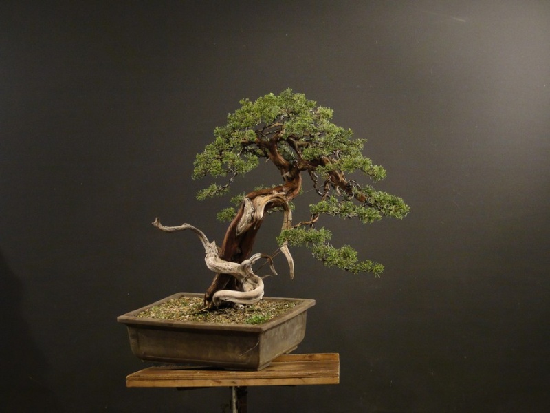 Juniperus sabina - yamadori Dynamic 2009  Dy_00710