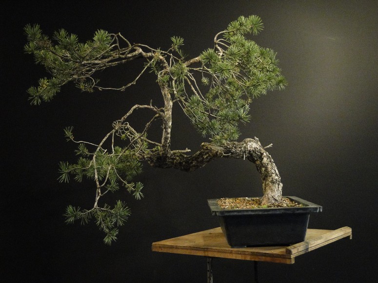 Pinus sylvestris - interesting trunk  Dytr_110