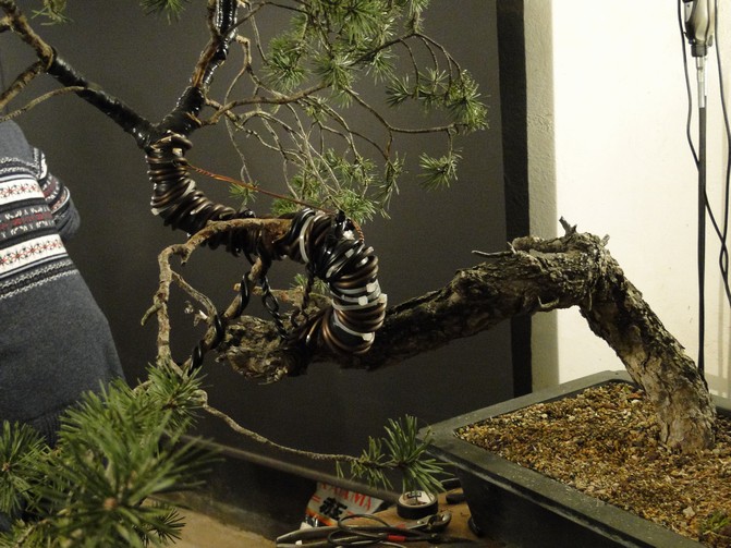 Pinus sylvestris - interesting trunk Dytr_111