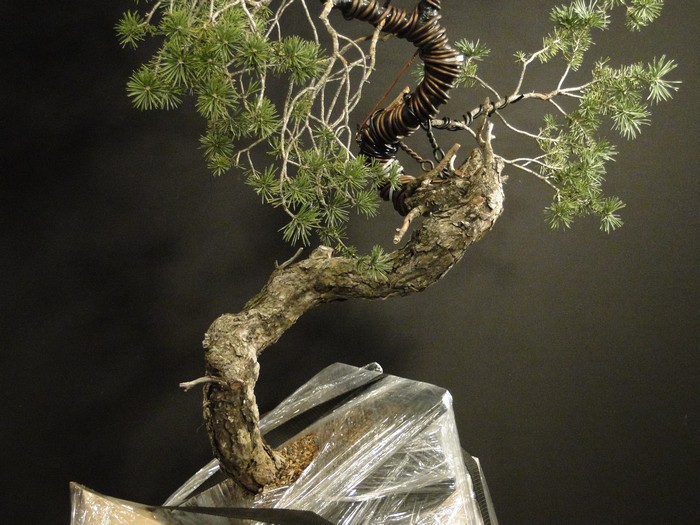 Pinus sylvestris - interesting trunk Dytr_112
