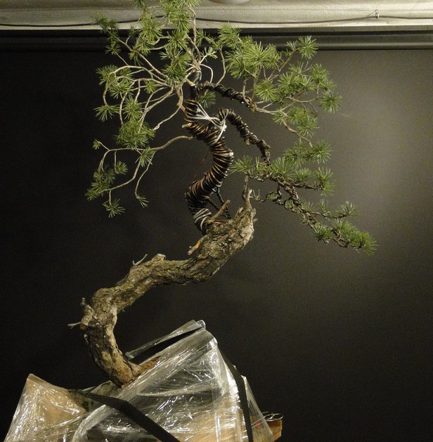Pinus sylvestris - interesting trunk Dytr_113