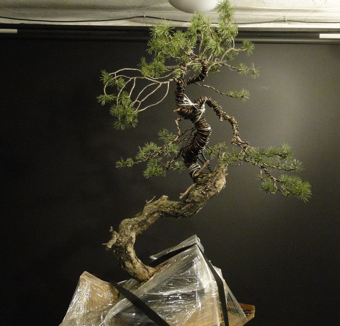 Pinus sylvestris - interesting trunk Dytr_114