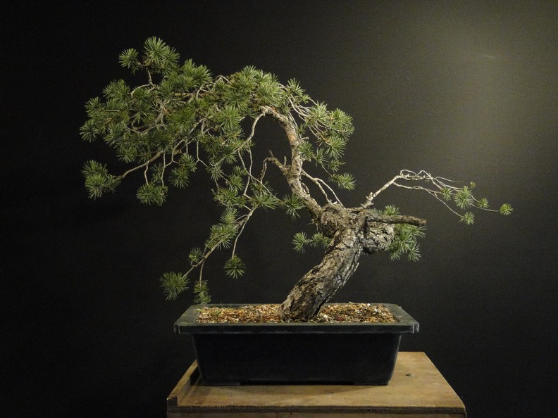 Pinus sylvestris - interesting trunk Dytr_210
