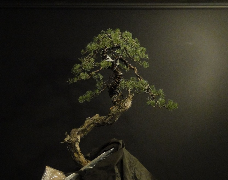Pinus sylvestris - interesting trunk Dytr_211