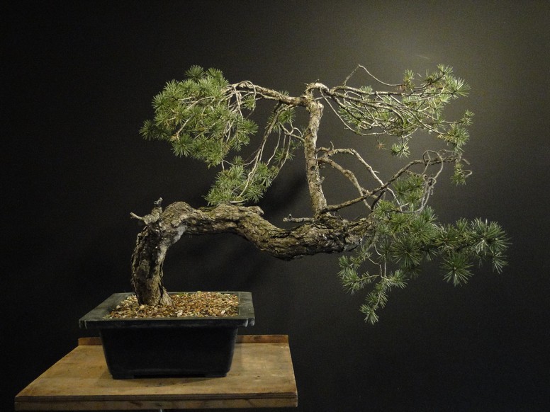 Pinus sylvestris - interesting trunk  Dytr_310