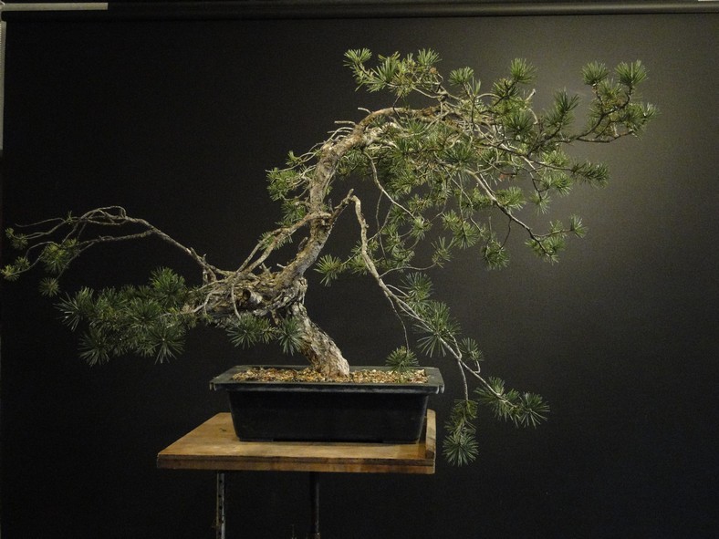 Pinus sylvestris - interesting trunk Dytr_410