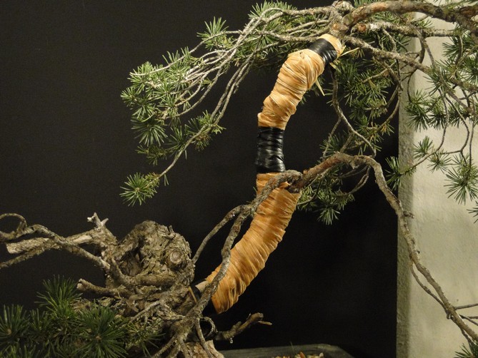 Pinus sylvestris - interesting trunk Dytr_710
