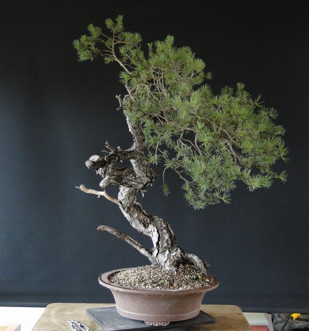 Pinus sylvestris - owner M. Škrabal - first styling El_310
