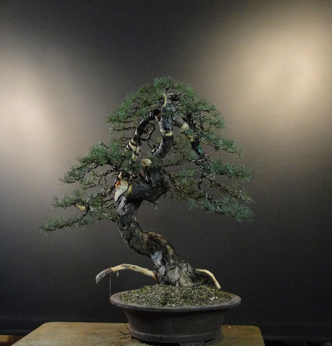 Pinus sylvestris - owner M. Škrabal - first styling El_3610