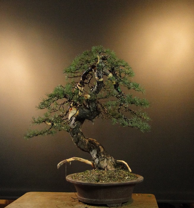Pinus sylvestris - owner M. Škrabal - first styling El_3710