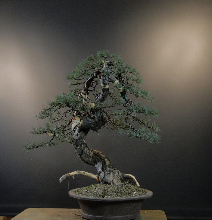 Pinus sylvestris - owner M. Škrabal - first styling El_3810