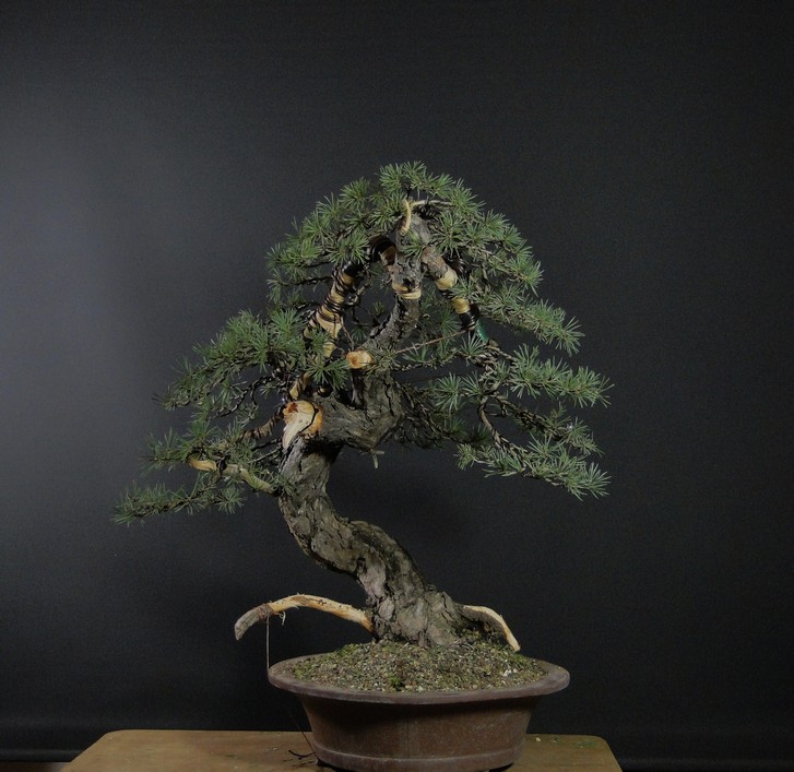 Pinus sylvestris - owner M. Škrabal - first styling El_3910