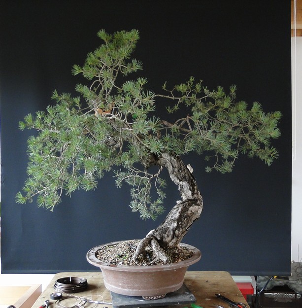 Pinus sylvestris - owner M. Škrabal - first styling El_810