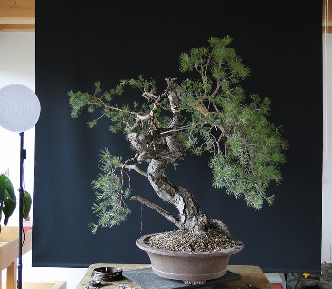 Pinus sylvestris - owner M. Škrabal - first styling El_910