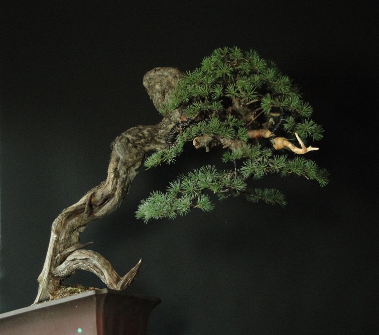 Pinus sylvestris - Yamadori with dynamic trunk (ovner Mirek Š) first styling Gi_1710