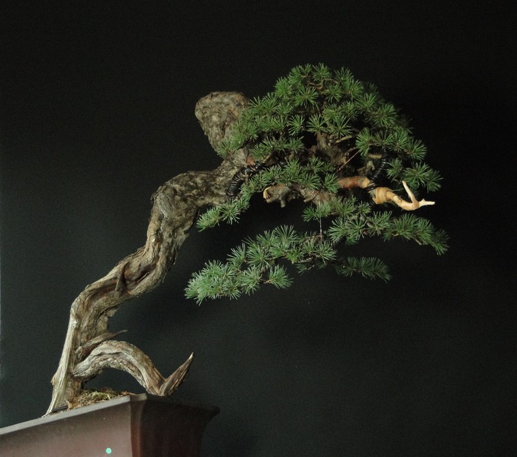 Pinus sylvestris -  Yamadori with dynamic trunk (ovner Mirek Š) first styling Gi_1710