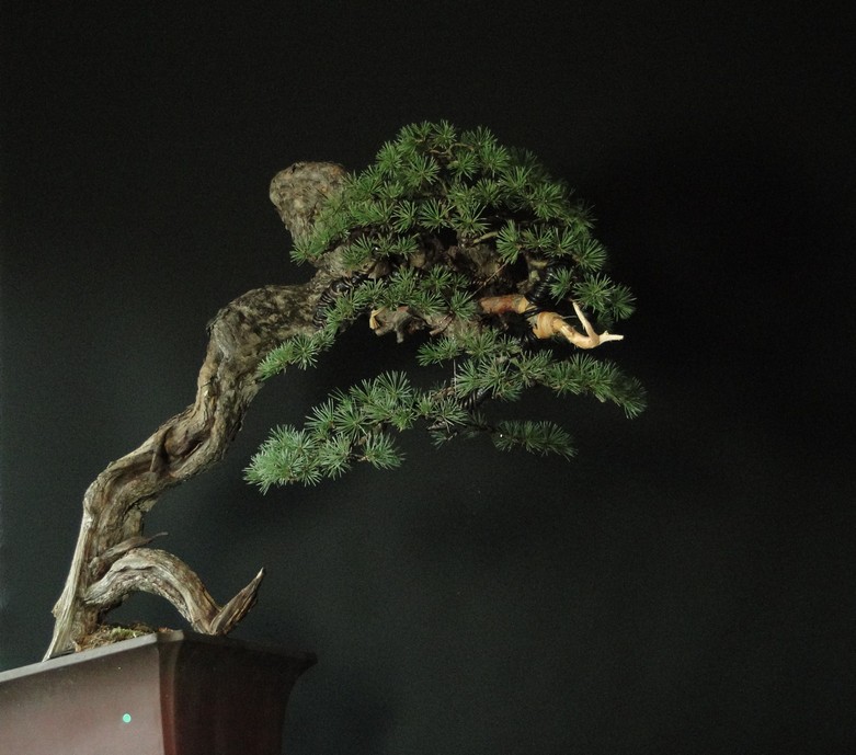 Pinus sylvestris - Yamadori with dynamic trunk (ovner Mirek Š) first styling Gi_1810
