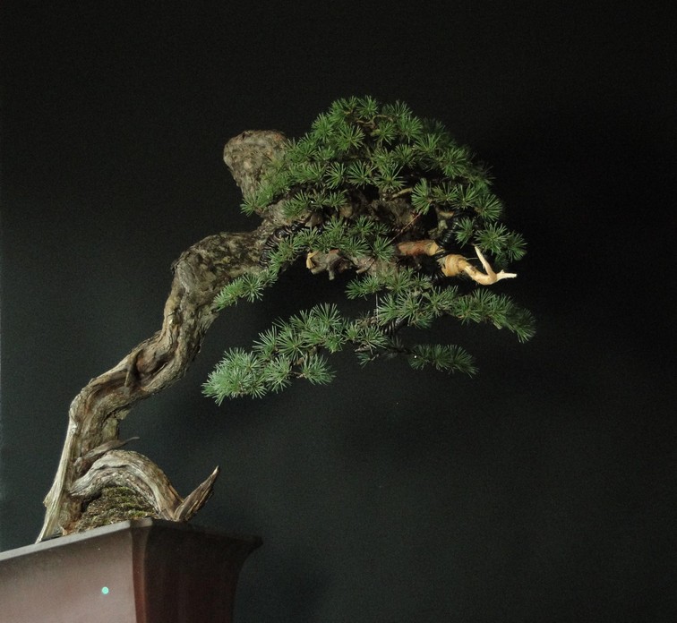 Pinus sylvestris -  Yamadori with dynamic trunk (ovner Mirek Š) first styling Gi_1910