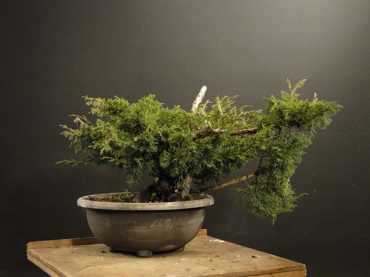  Juniperus ch. Itoigawa  (new owner J.Drahorád) Itd_110