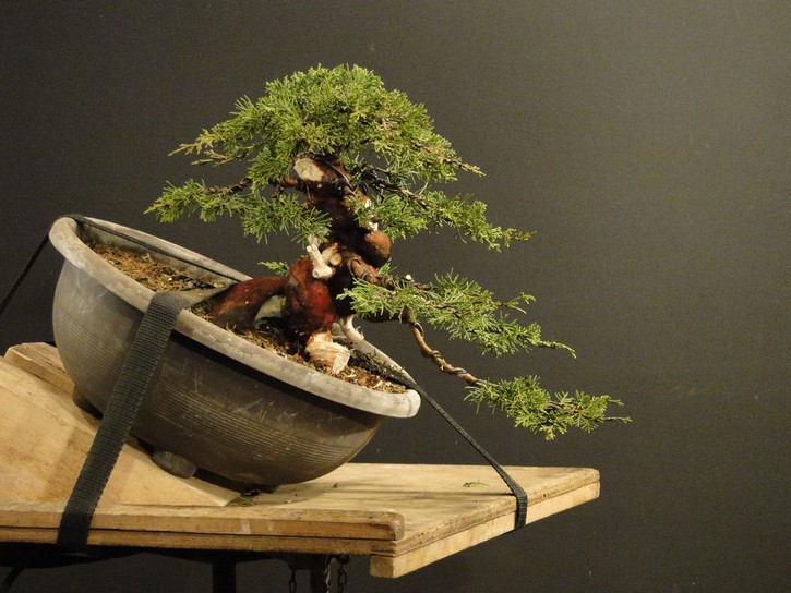 Juniperus ch. Itoigawa (new owner J.Drahorád) Itd_1410